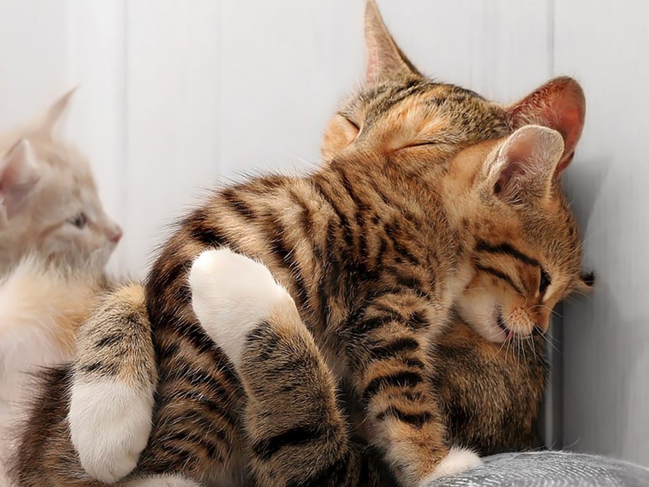 Ласковая кошка