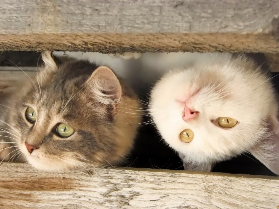 Забавные котята