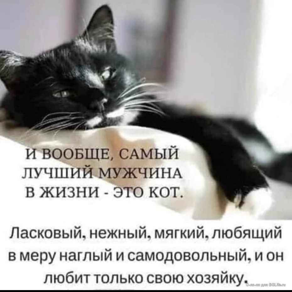 Самый лучший кот в жизни