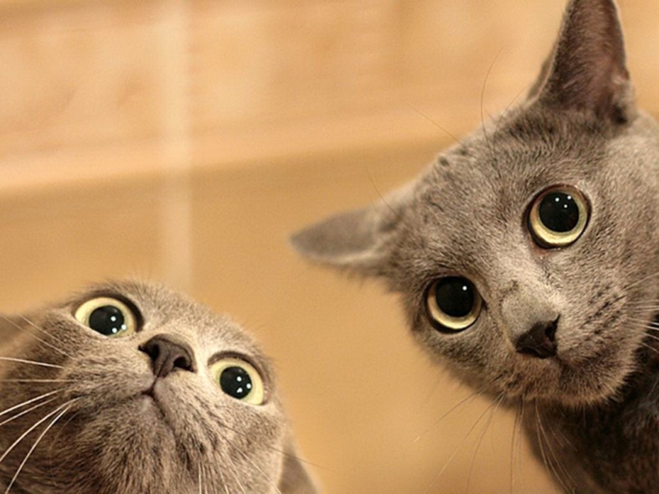 Удивленные коты