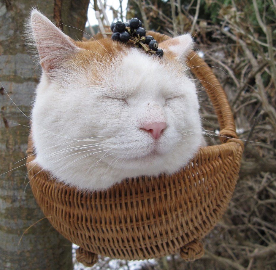 Довольный кот в мире