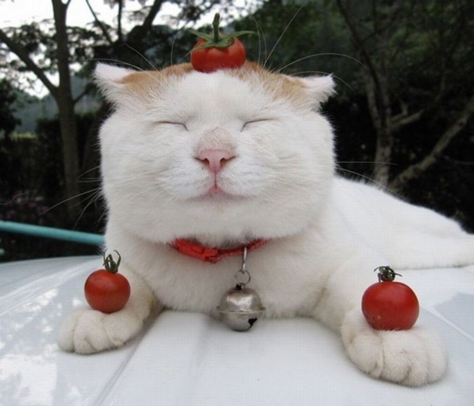 Кот познавший дзен
