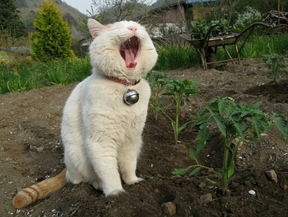 Смешные коты на огороде