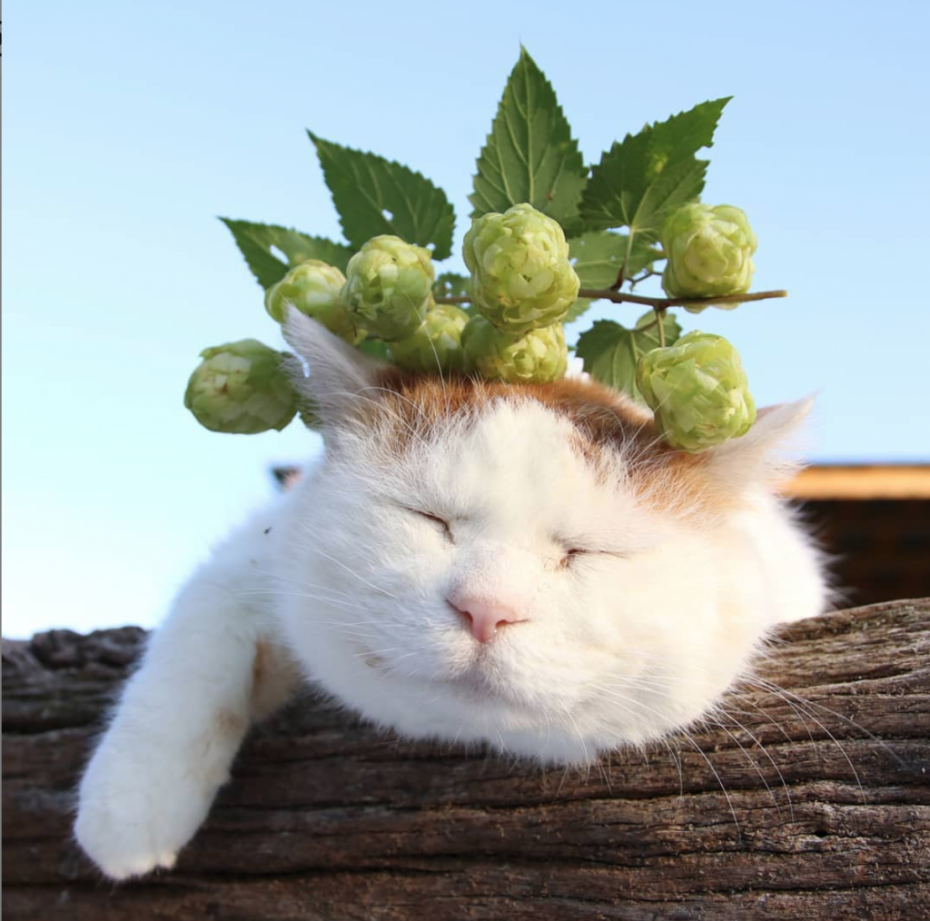Кот Широнеко дзен