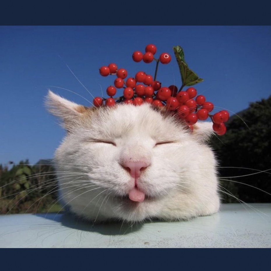 Довольный кот
