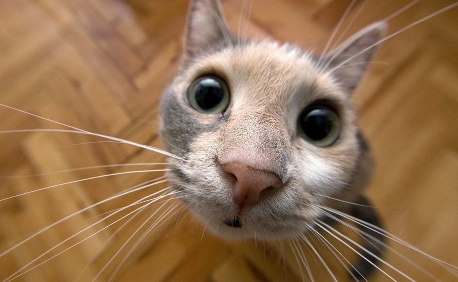 Смешные котики