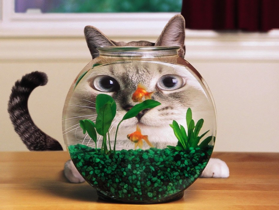 Круглые коты