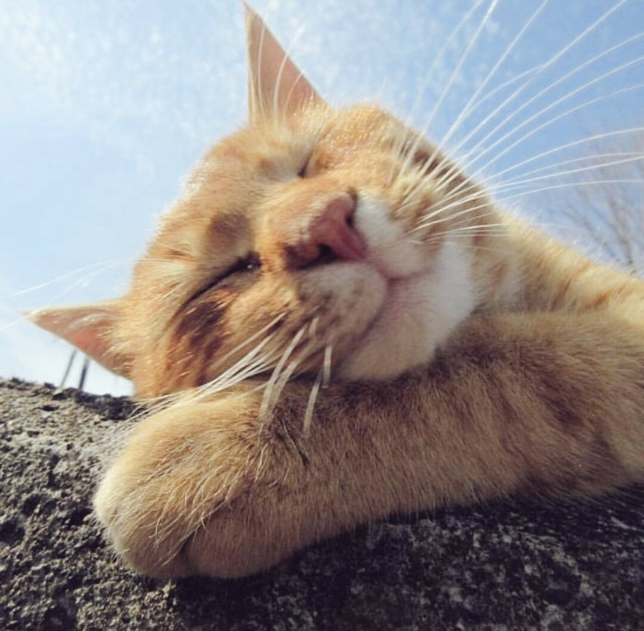 Котики для настроения