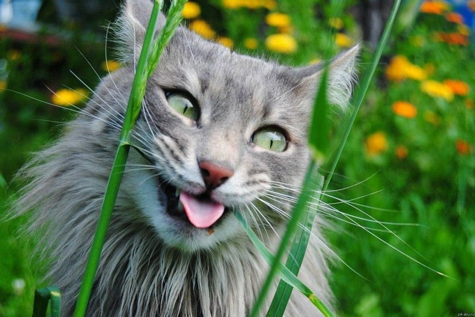 Позитивные коты