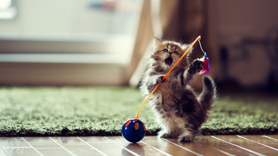 Играющие котики