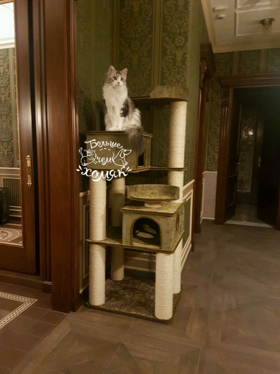 Trixie 24499 миска керамическая "кошка" 0,25 л/ф 13 см, белая