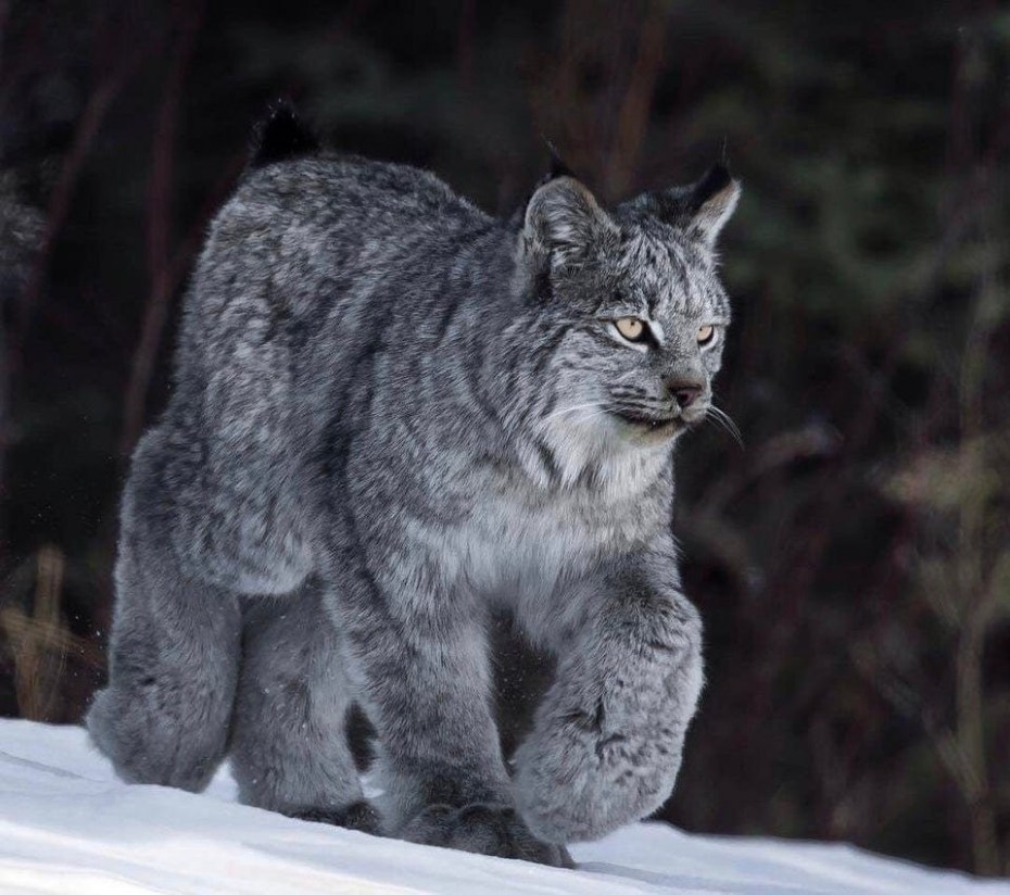 Североамериканская Рысь