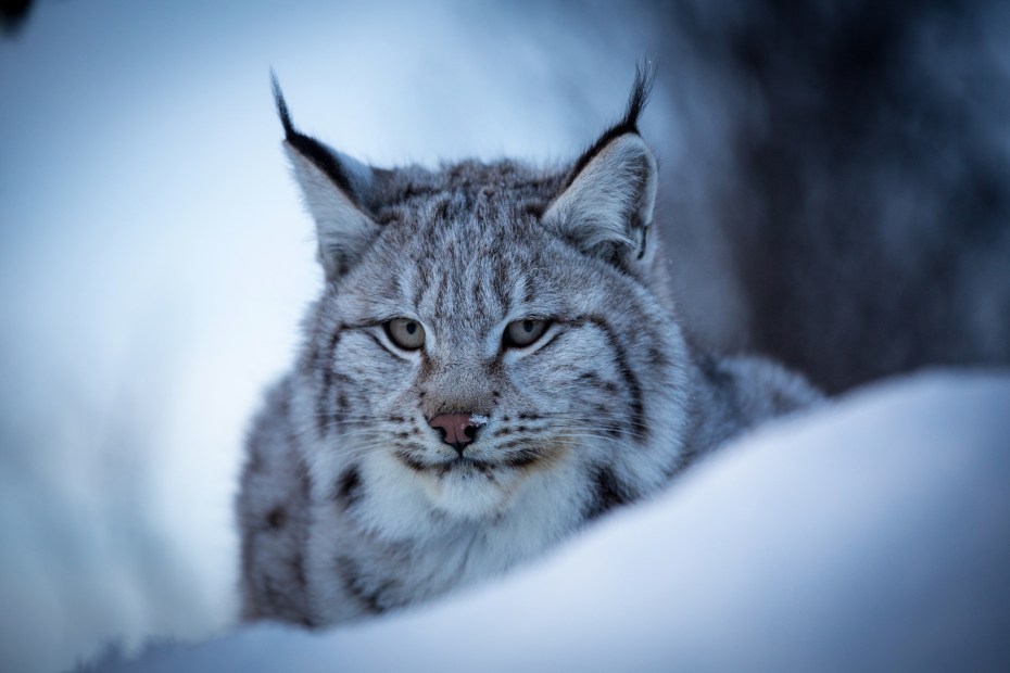Евразийская Рысь Lynx Lynx