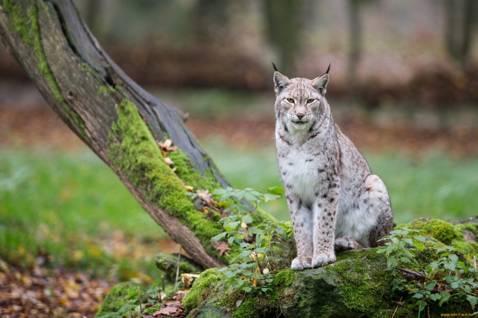 Обыкновенная Рысь Lynx Lynx