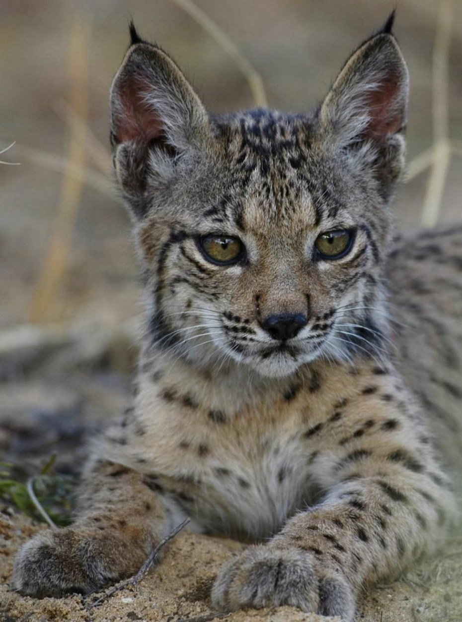 Iberian Lynx