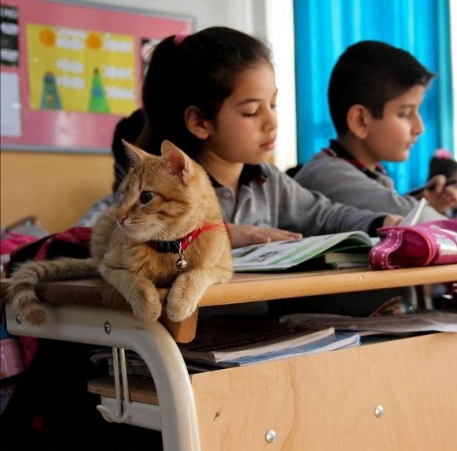 Into school. Школа котов. Школа питомцев. Школа кота. Кошка в школе.