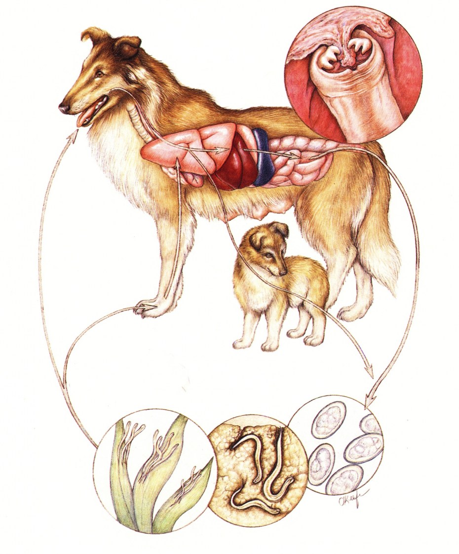 Dipylidium caninum (огуречный цепень) у собак и кошек