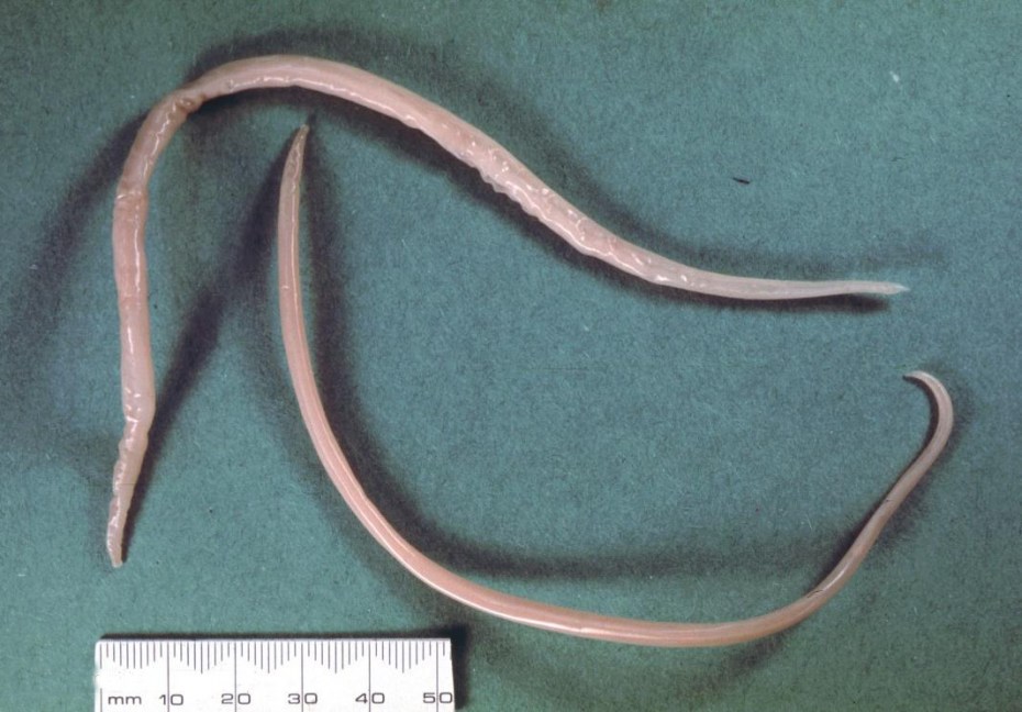 Огуречный цепень (Dipylidium caninum)