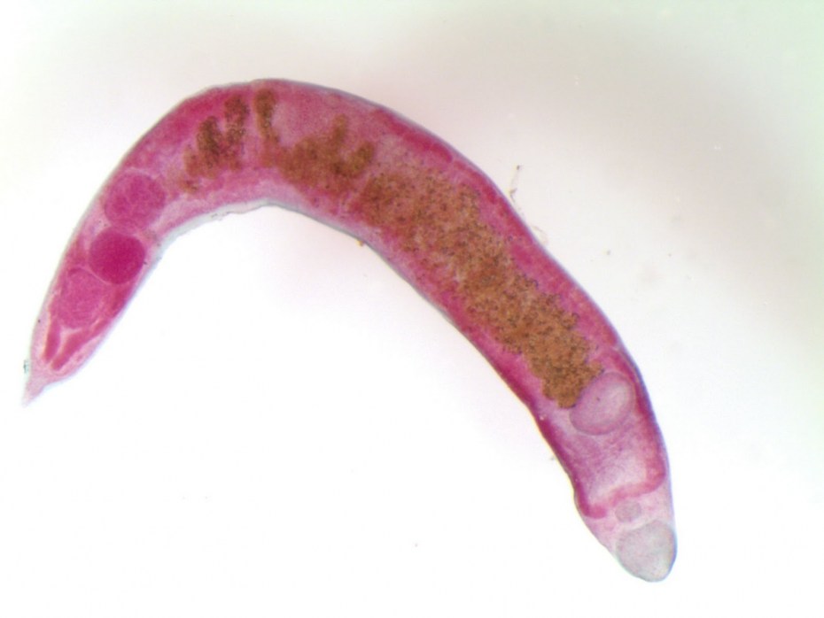 Круглый гельминт Ascaris lumbricoides