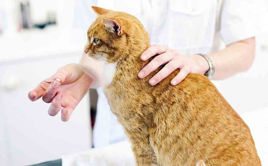Кошачья токсокара Toxocara cati