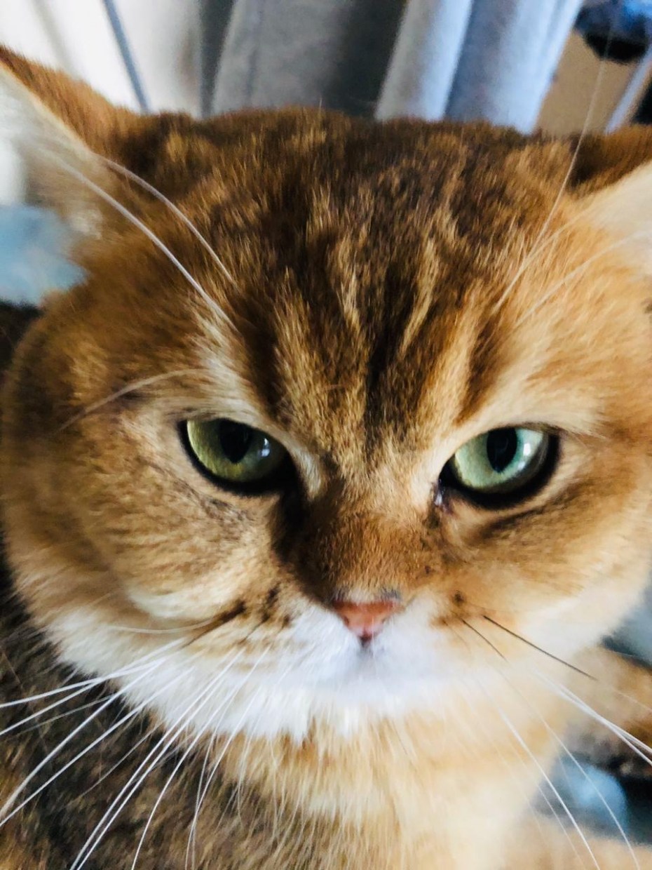 Кот с золотом