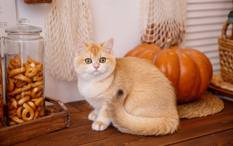 Бронзовая фигурка кошки