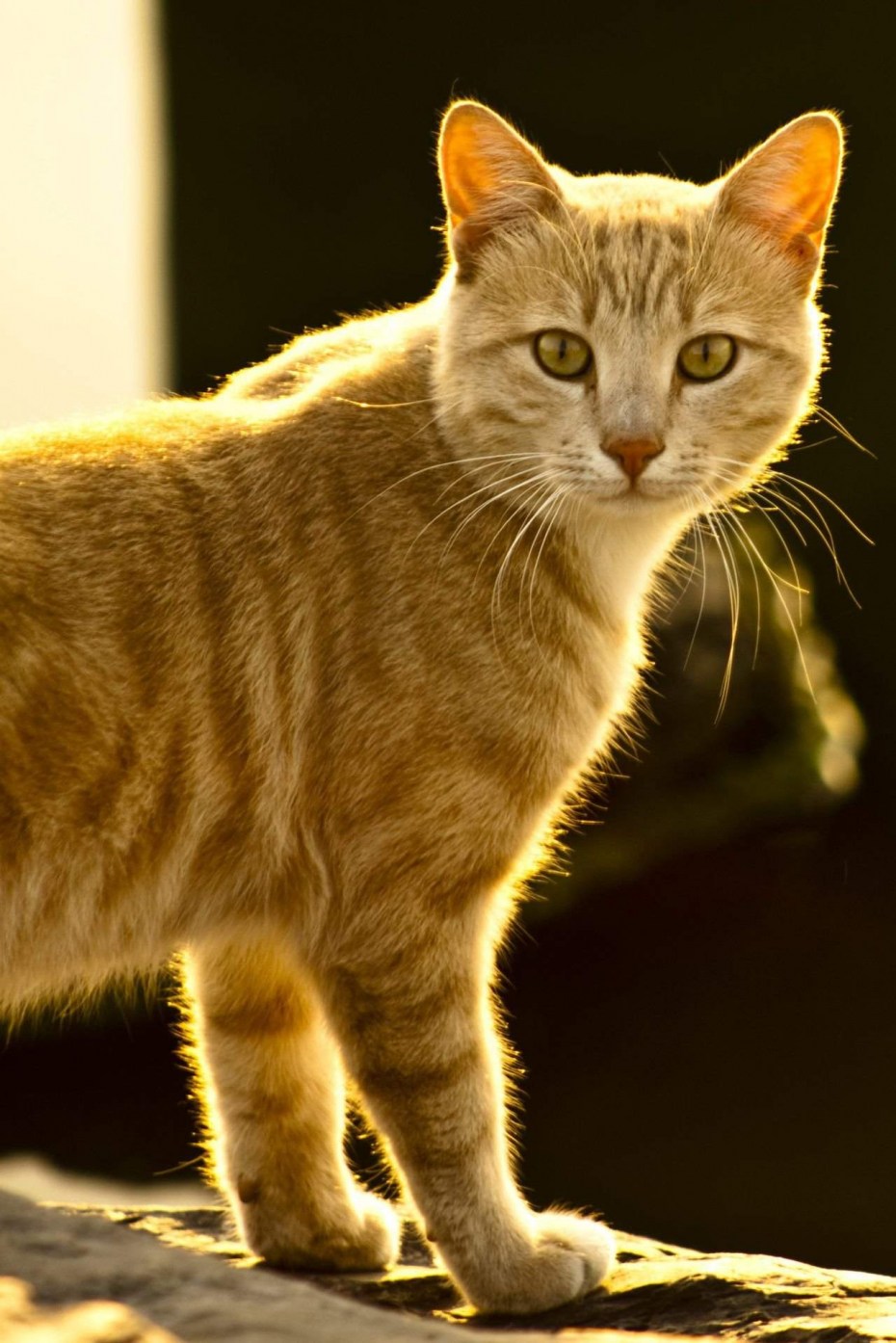 Желтая кошка