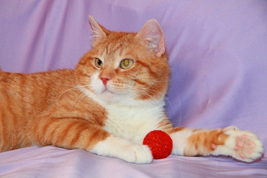 Бело рыжий кот короткошерстный