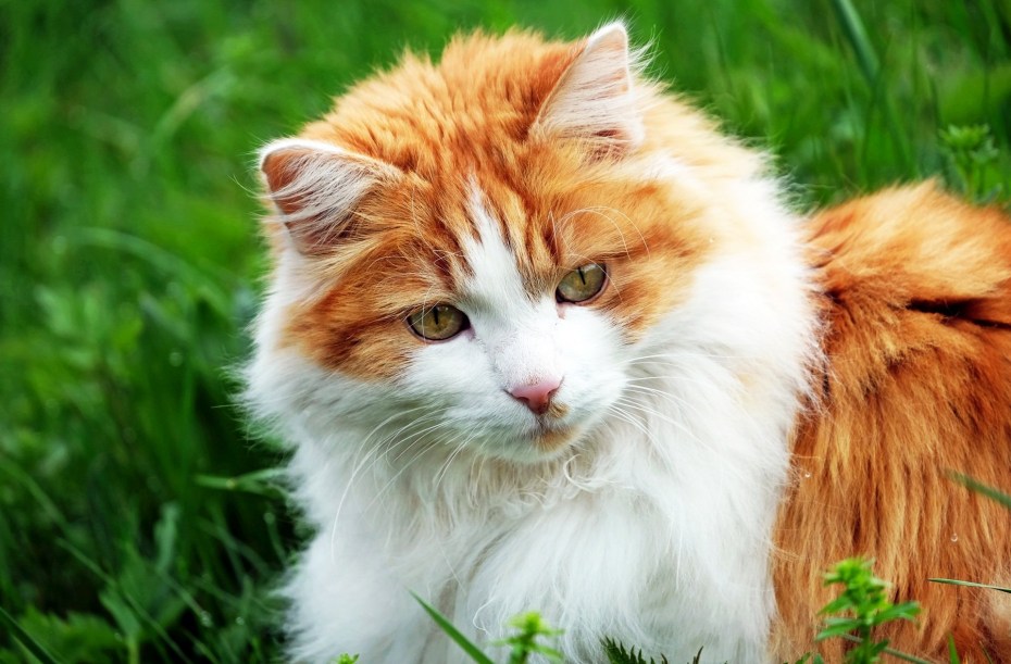 Кот породы турецкий Ван