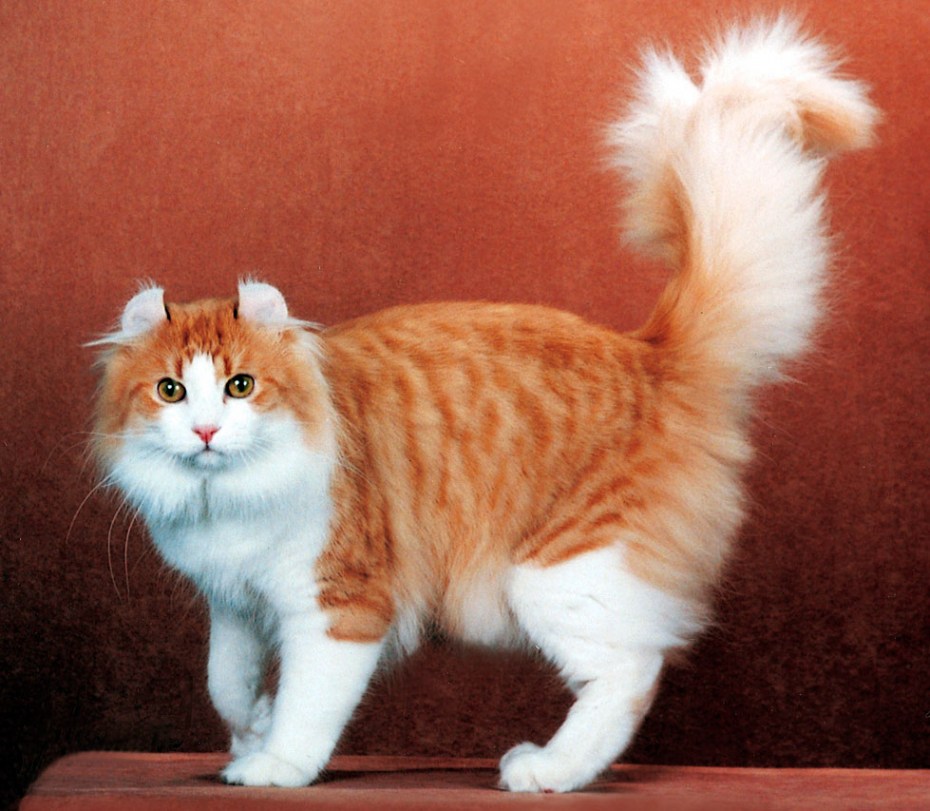 Норвежский Лесной Кимрик