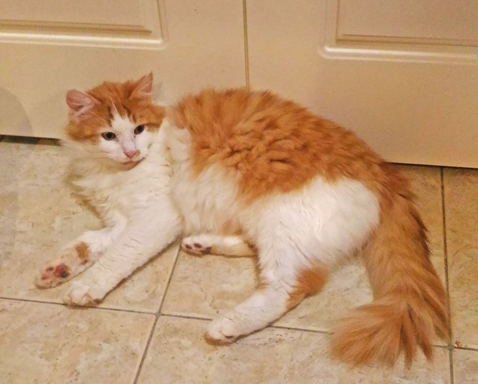 Эгейская кошка рыжая