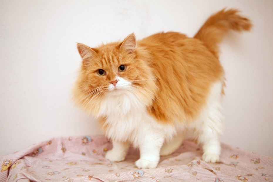 Рыже белый кот