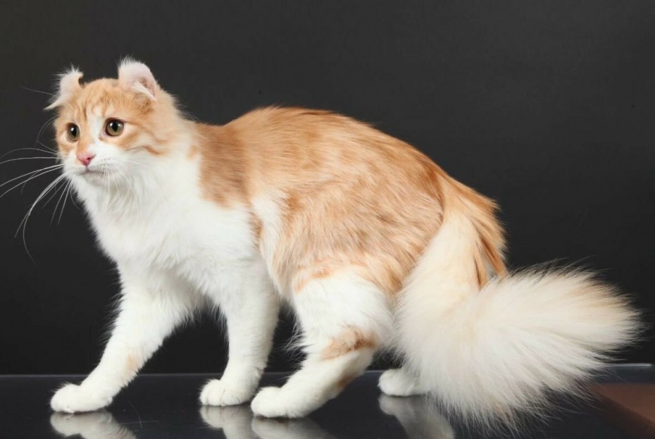 Кошка рыжая с белым
