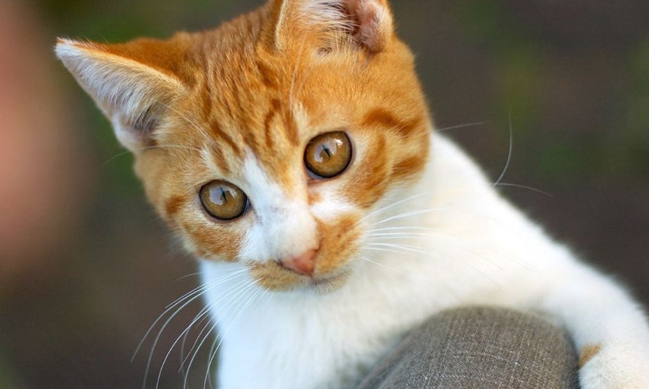 Котики рыжие с белым