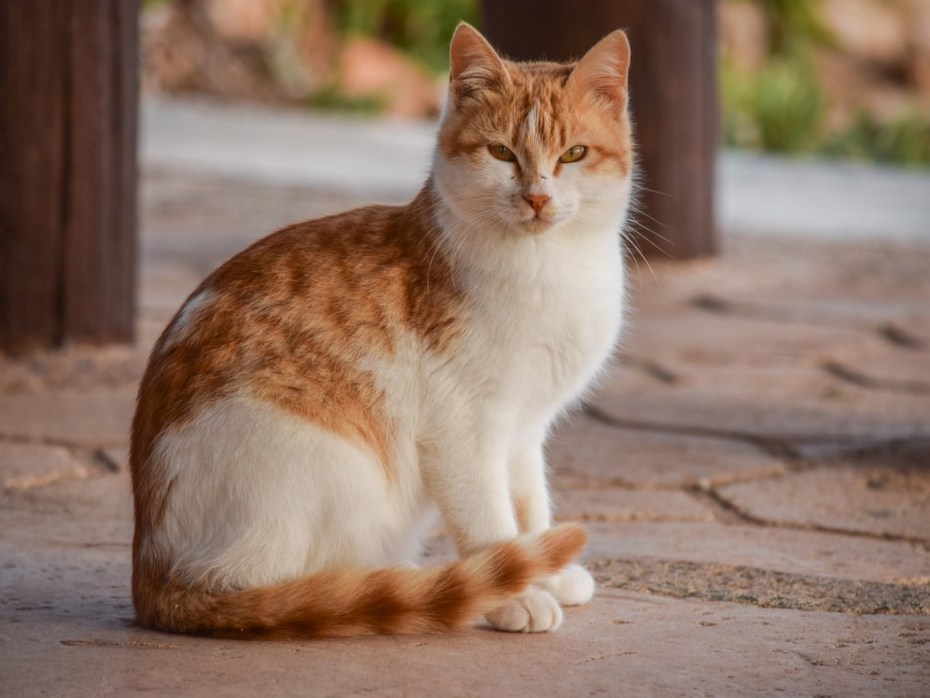 Норвежская Лесная кошка рыжая