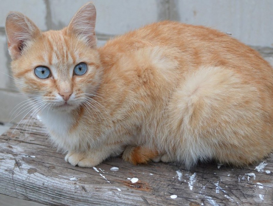 Сибирская Лесная кошка рыжая