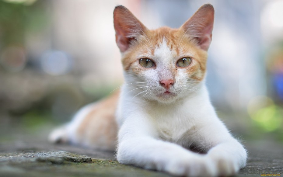 Кошка рыжая с белым
