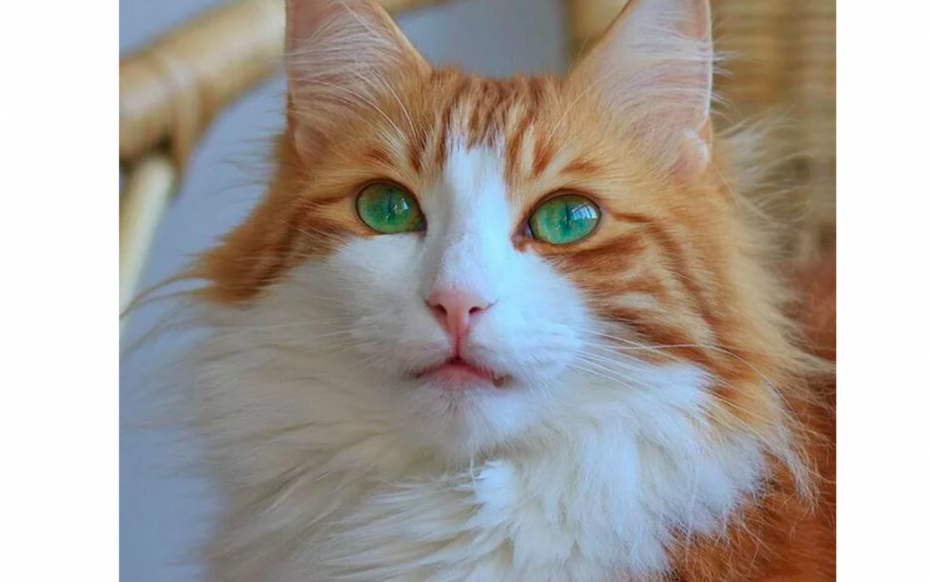 Тайская кошка ред Пойнт