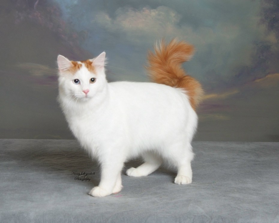 Кошка с рыжими пятнами