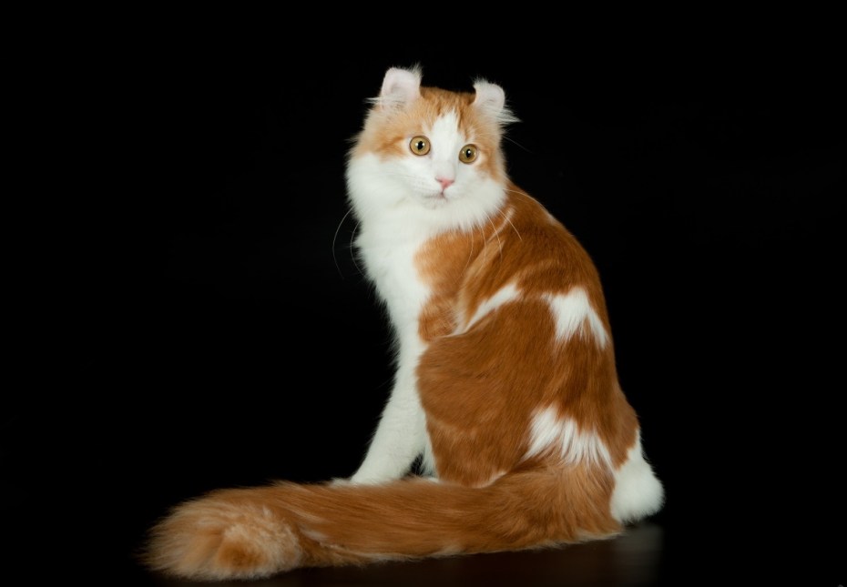Кошка рыжая с белым