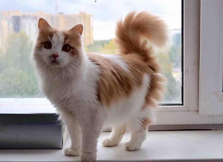 Курильский бобтейл кошка