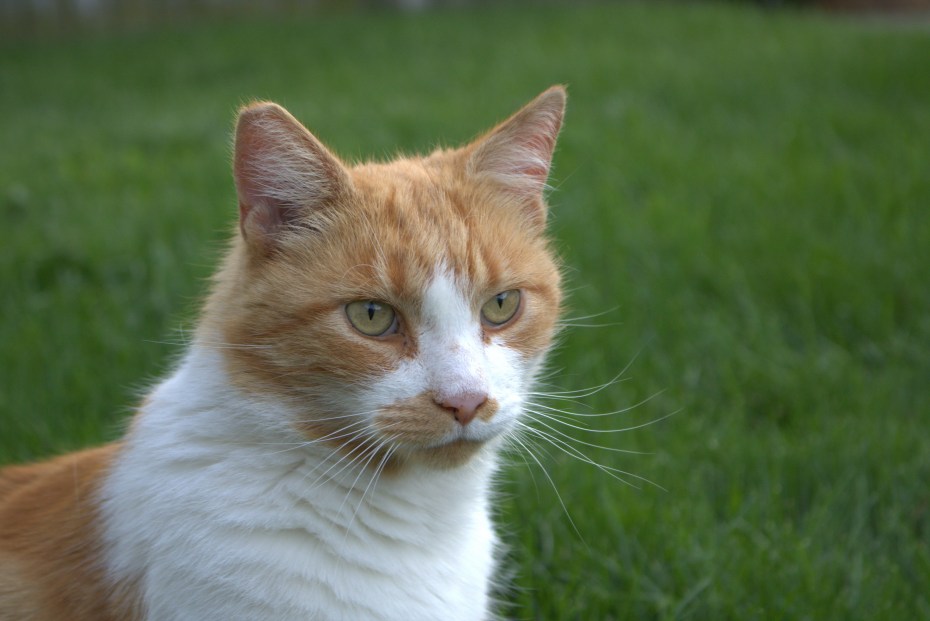 Рыжий турецкий ангорский кот