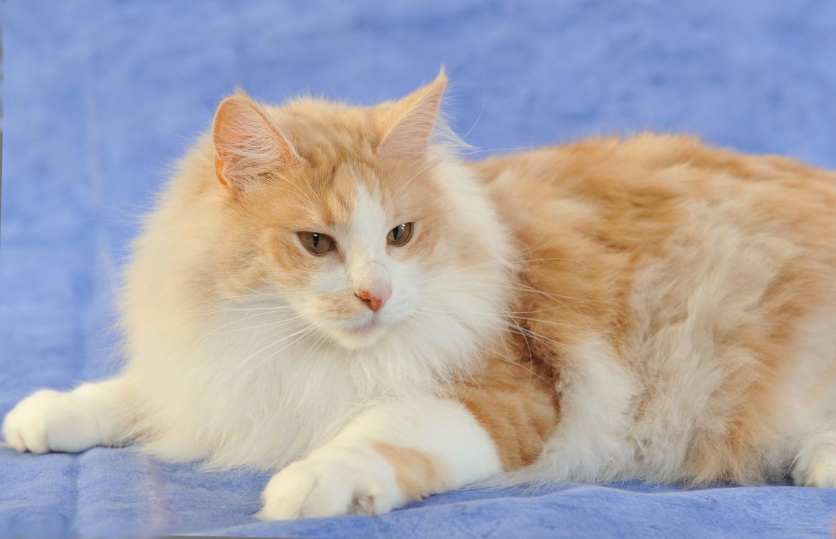 Рыжая кошка