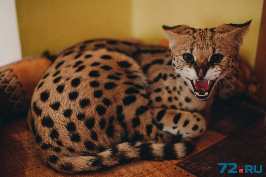 Кошка сервал и леопард
