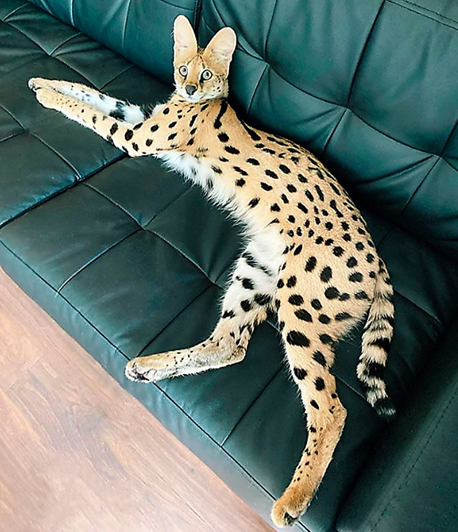 Чёрный сервал котёнок