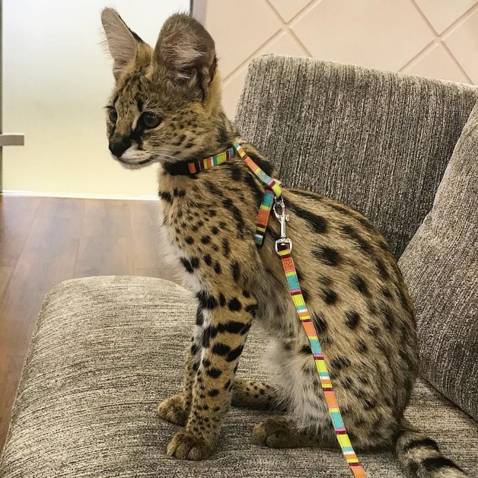 Сервал кошка