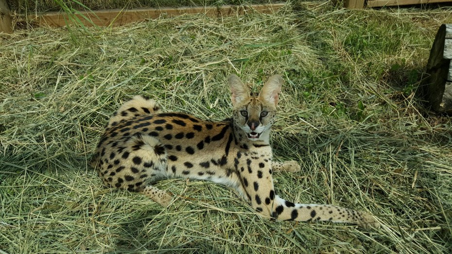 Сервалы кошка Египет