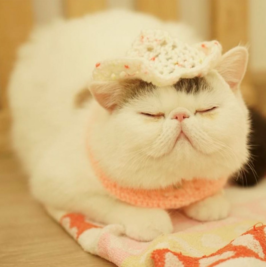 Милые котёнки