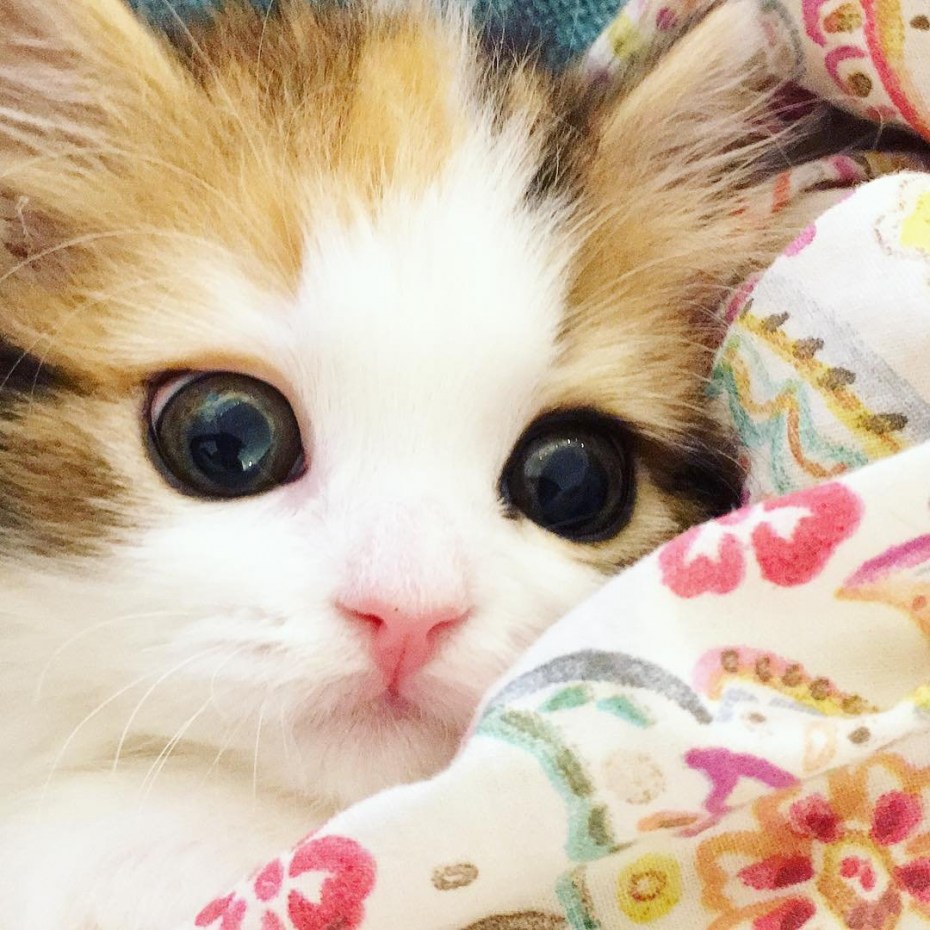 Котик милый очень очень милый