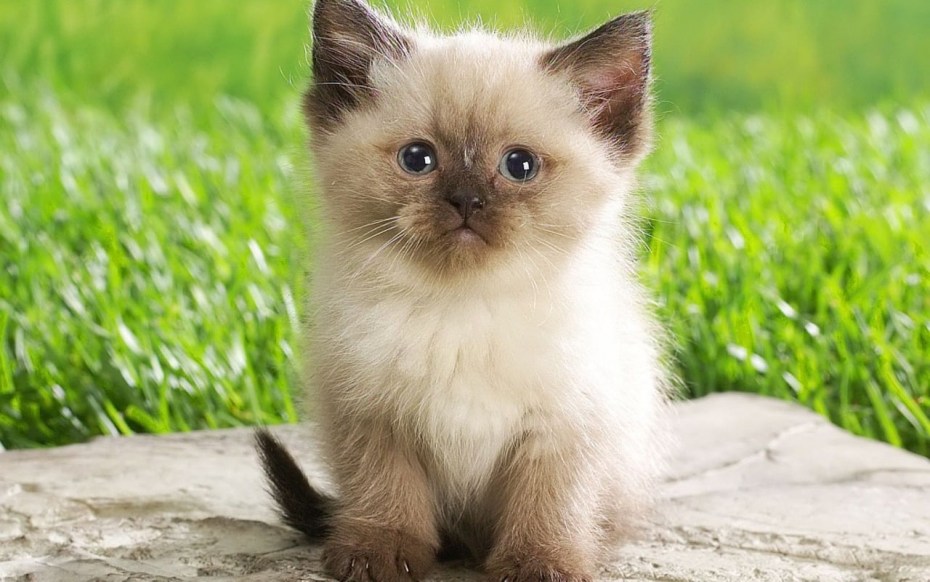 Котята сиамские пушистые